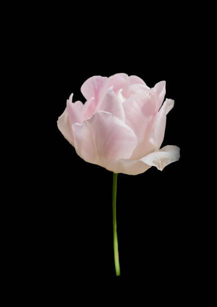 Light pink tulip, close up isolated on black background. stock photo