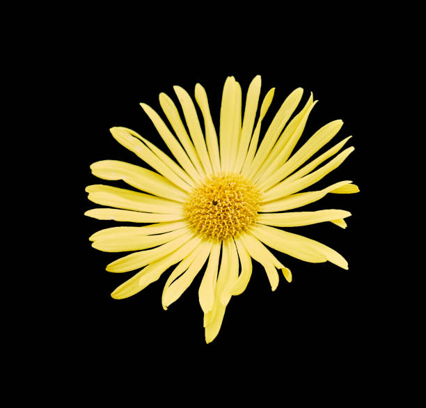 Yellow spring asters flowers, close up isolated on black background. stock photo