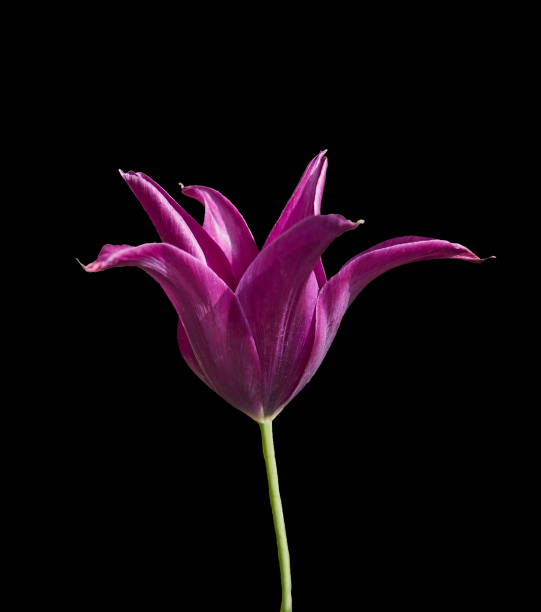 Dark purple tulip, close up isolated on black background. stock photo