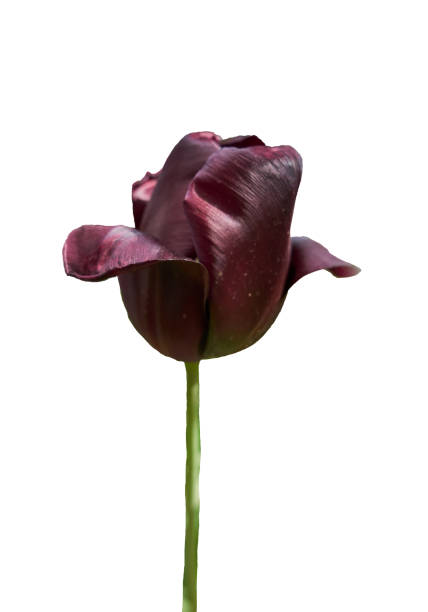 Black tulip, close up isolated on white background. stock photo