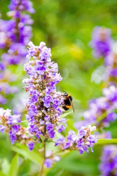 Photo of Monk's pepper, also called vitex or chastetree, chasteberry, Abraham's balm, purple chastetree or, Vitex Agnus-Castus with a bumblebee