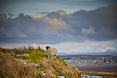 UK, Scotland, Isle of Skye, Quiraing, sheep on meadow