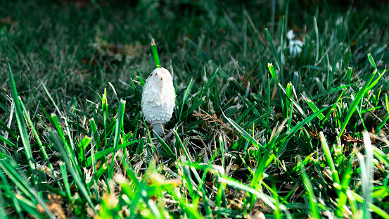 View of a group of mushrooms on the grass.
