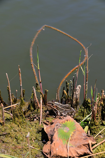 Frogs perch by the water