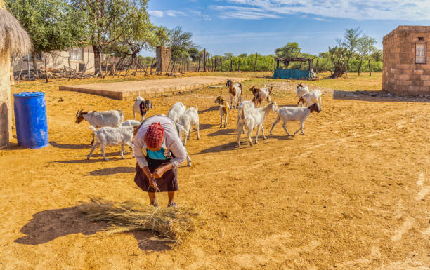 village old african woman feeding her goats herd in the yard with dry grass