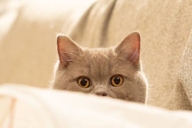 Grey british shorthair cat lying on the armrest of a sofa, looking at the camera
