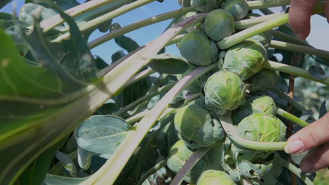 Close-up of a hand putting away leaves and harvesting ripe brussel sprouts