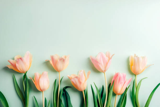 istock Peach tulips on light green background. Spring holidays concept. Top view, flat lay 2040506511