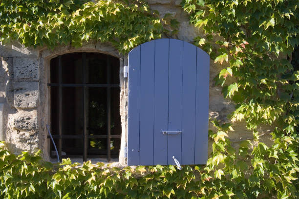 Blue window surrounded by vines on a building