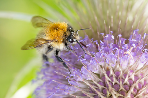 Honey bee covered pollen on red flower, horizontal close up macro shot. Bee, beekeeping, flower concept.