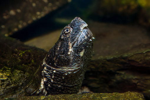 Submerge into the world of the snapping turtle, a formidable aquatic reptile. With its head underwater, it embodies the wild essence of freshwater ecosystems.