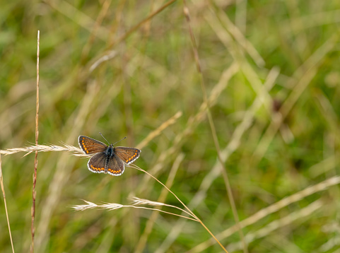 Brown Argus butterfly on a blade of grass in a nature reserve. Stukeley Meadows Nature Reserve Huntingdon, Cambridgeshire.