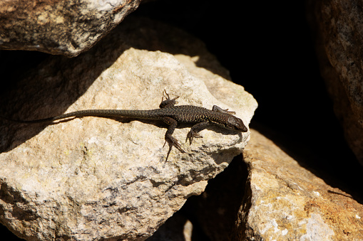 a single Italian wall lizard (Podarcis siculus) on a natural background