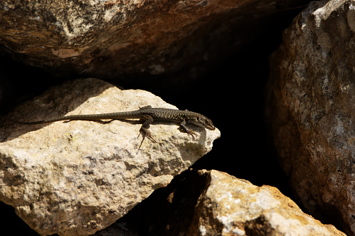 a single Italian wall lizard (Podarcis siculus) on a natural background