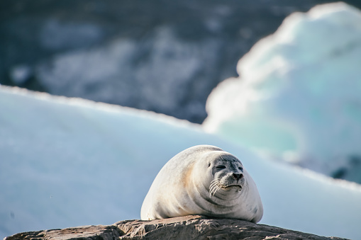 Seal in Iceland