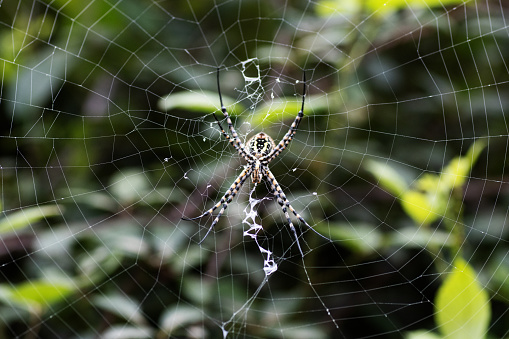 a femal banded garden spider (Argiope trifasciata) on her web