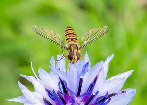 Hover fly on a cornflower in a meadow in Stukeley Meadows Nature Reserve,  Huntingdon
