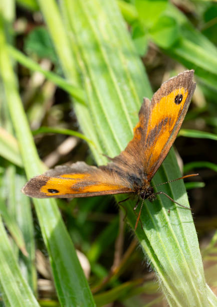 istock Gatekeeper butterfly on a blade of grass in a nature reserve 2040515210