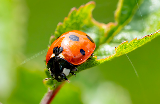 Ladybird on plant