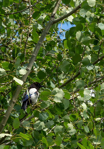 Magpie in a beech tree.