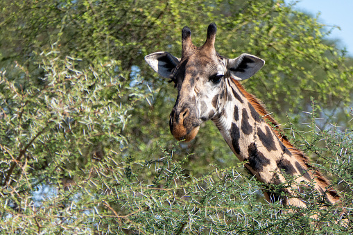 Tarangire, Tanzania, October 23, 2023. Giraffe head in the trees looking for food.