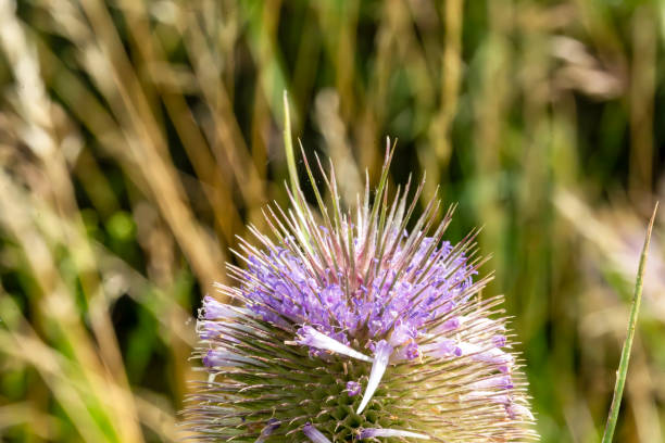 Teasel flower stem in a meadow in Stukeley Meadows Nature Reserve,  Huntingdon