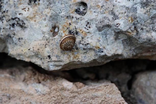 Ammonite inside a large rock. The ammonites where living between 409 and 65 million years ago (Mya).