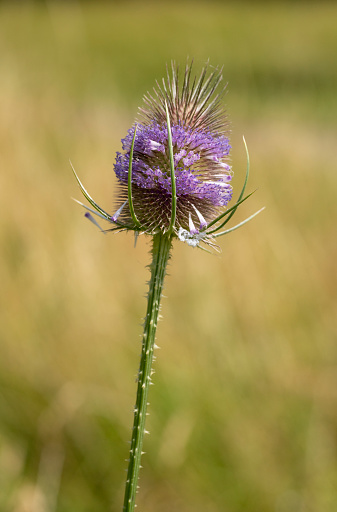 Teasel flower stem in a meadow in Stukeley Meadows Nature Reserve,  Huntingdon