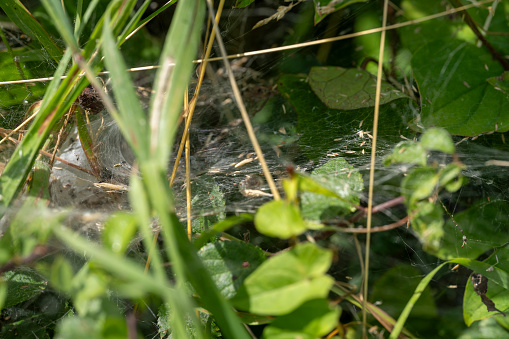 Cobwebs in undergrowth