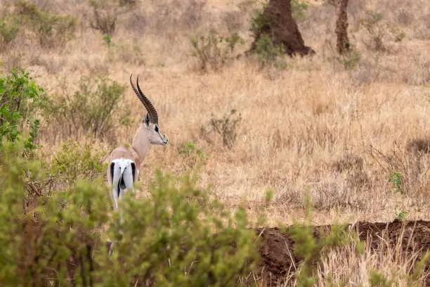 Tarangire, Tanzania, October 24, 2023. Thomson  gazelle in the savannah