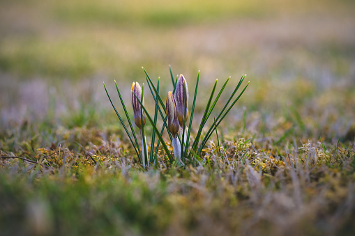 As the first signs of spring, yellow and purple-streaked crocuses sprout from the meadow. The flowers are surrounded by green needle-like leaves.