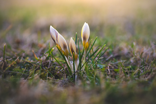 As the first signs of spring, bright cream-colored crocuses sprout from the meadow. The flowers are surrounded by green needle-like leaves.