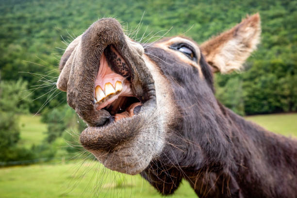 Funny smile of donkey with bared teeth into the camera.