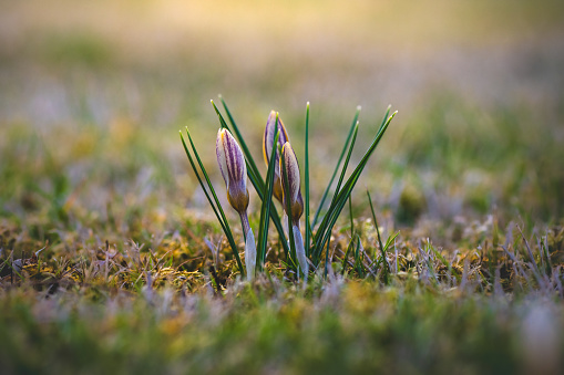 As the first signs of spring, yellow and purple-streaked crocuses sprout from the meadow. The flowers are surrounded by green needle-like leaves.
