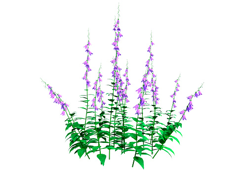 3D rendering of blooming campanula plants or bellflowers isolated on white background