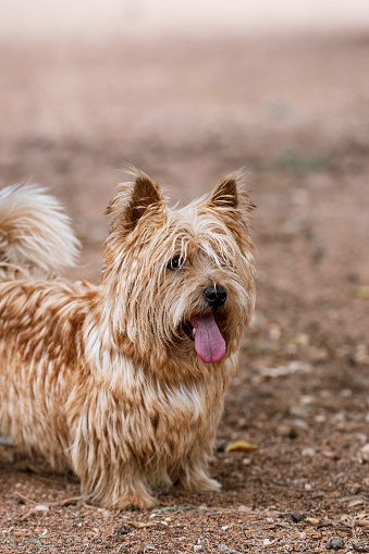 Close-up portrait of a Norwich Terrier. The face of a dog with its tongue hanging out. Cute pets