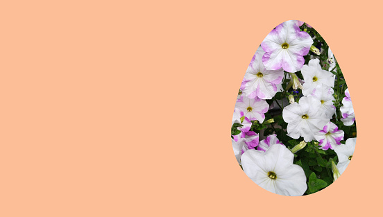 Egg from petunia grandiflora white pink flowers on Peach Fuzz color background. Blooming Garden. Home Gardening. Green ecology area. Sustainable Living. Landscape. Happy Easter spring celebration card