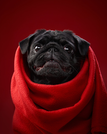 A Pug wrapped in red, dog's gaze full of soul. Comfort meets curiosity, warming any cold day