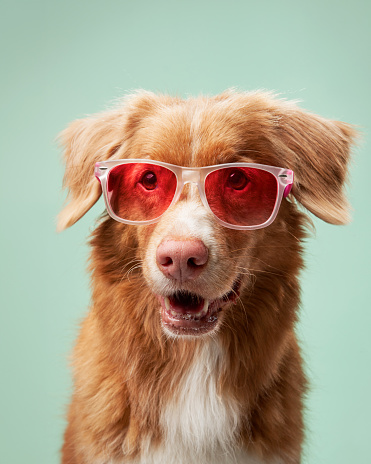 Stylish pup in shades, studio fun. A Nova Scotia Duck Tolling Retriever sports pink sunglasses, adding flair to a soft turquoise studio scene.