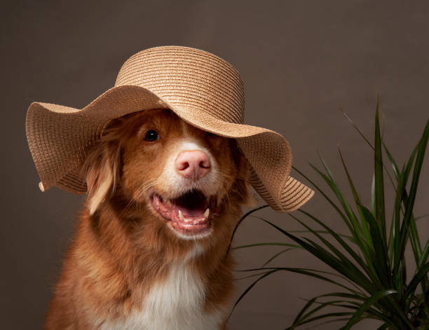 istock A Nova Scotia Duck Tolling Retriever grins beneath a straw hat 2040547920