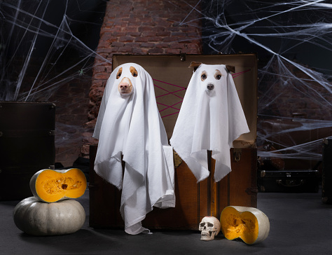 two dogs as a ghost for Halloween in an old chest . Festive mood, scary and eerie. Pets in carnival costume