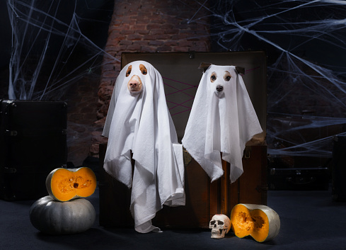 two dogs as a ghost for Halloween in an old chest . Festive mood, scary and eerie. Pets in carnival costume