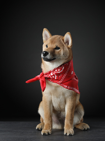 three month old shiba inu puppy. portrait dog in a scarf around his neck on a black background. Pet in the studio
