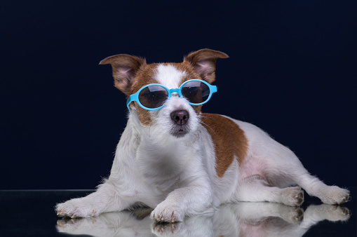 dog jack russell terrier is wearing glasses. Pet in the studio on a dark background