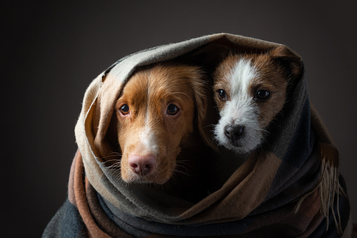 two dogs in a scarf. Funny faces. Nova Scotia Duck Tolling Retriever and a Jack Russell Terrier. Pets at home. Funny Animals