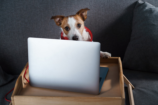 A dog sitting on a couch. Jack Russell Terrier with a laptop and headphones. Work at home, isolation, save