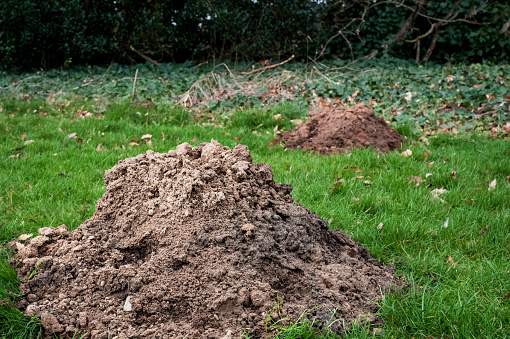 Pair of large mole hills seen in a private lawn during early spring. The moles are doing extensive damage to the ground and lawn area.