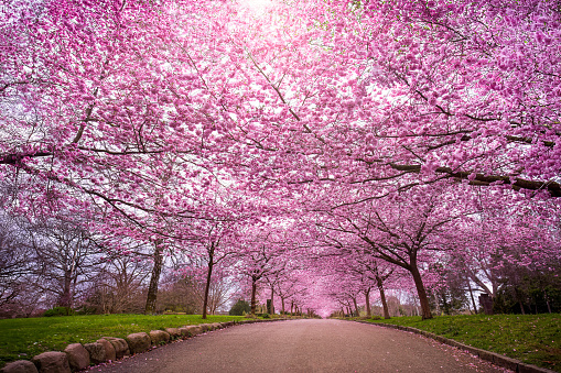 The scenery of the road where the cherry trees are blooming is beautiful.