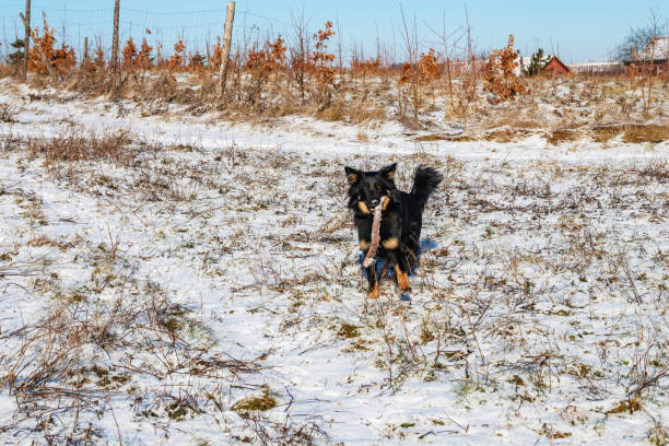 Cute young black dog (Bohemian shepherd) on snowy meadow with stick in mouth.