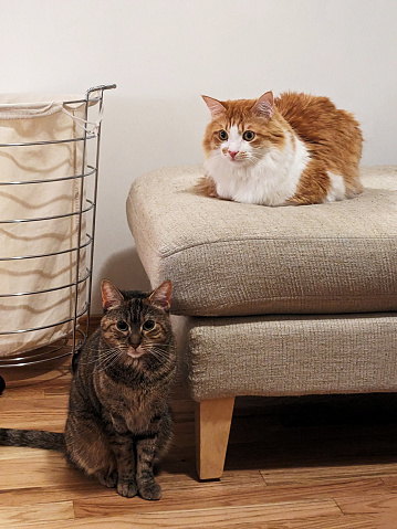 Two distinguish looking cats in great poses. Shot of 2 cats resting at home